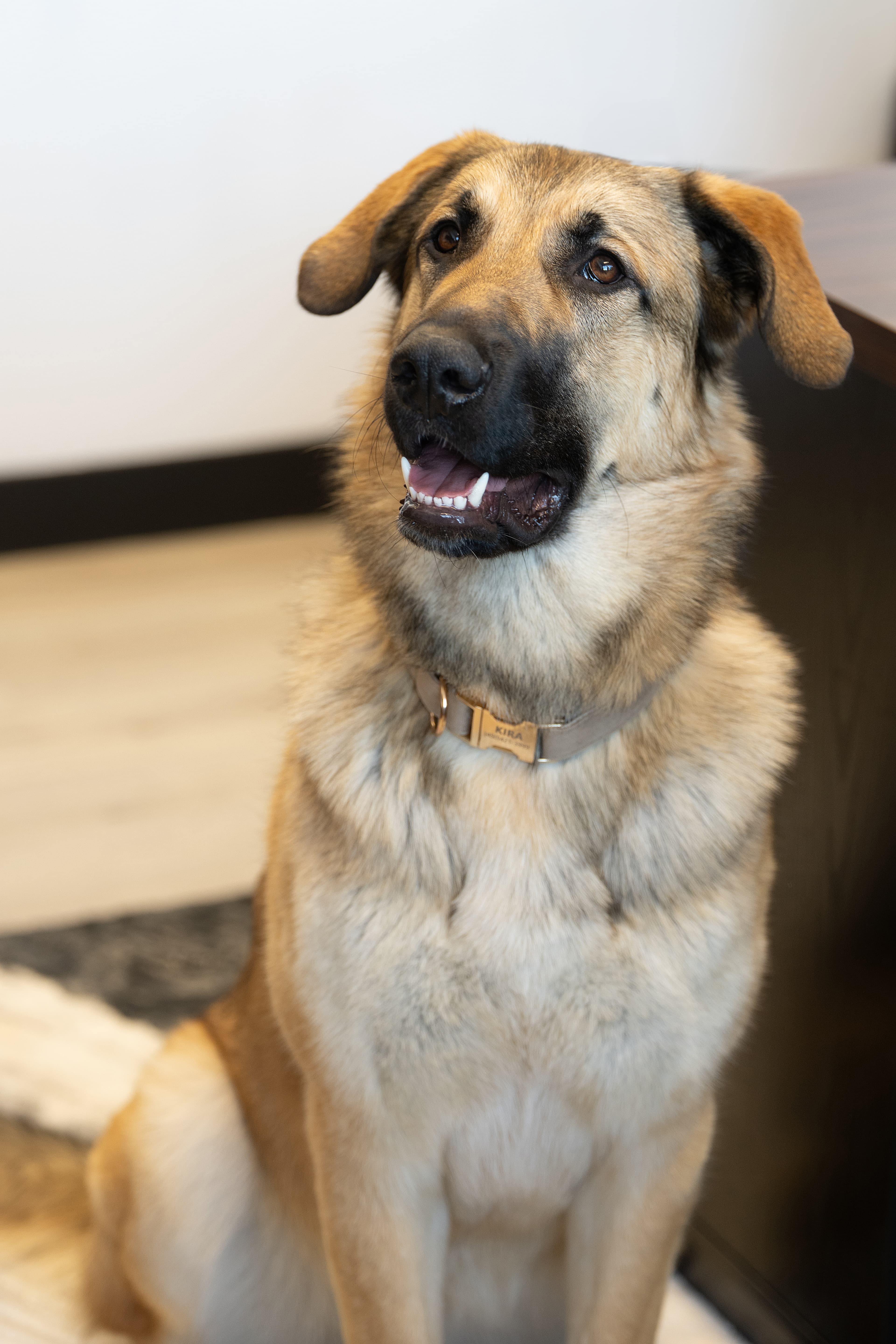 Kira, la mascotte de DBA Services Financiers